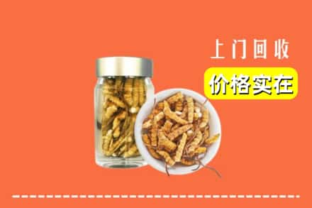 榆林市定边回收散虫草