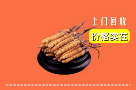 榆林市定边回收冬虫夏草